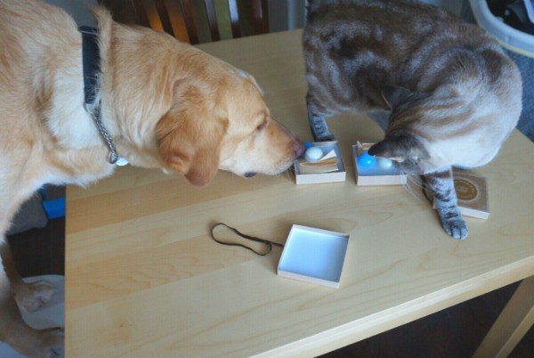 GhostBuster thinks everything in this house is for him, but Marshmallow's nose is more pendant sized.