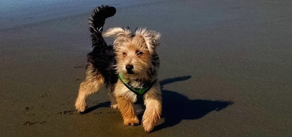 how i came to love a morkie puppy i really didn t want