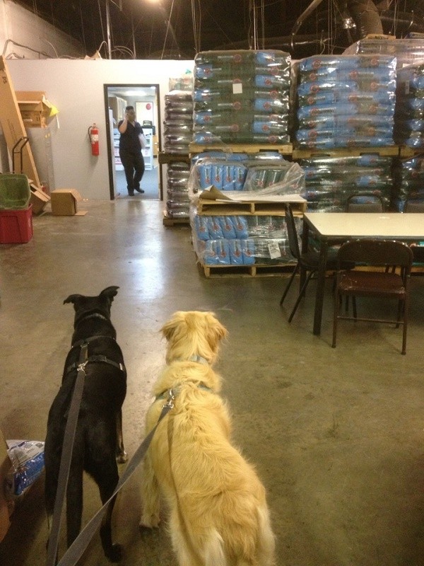 Riggins and his friend Asscher stare longingly at the stacks and stacks of kibble. (Photo by Wendy Newell)