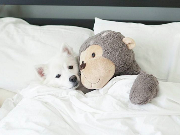 MomoMonkey