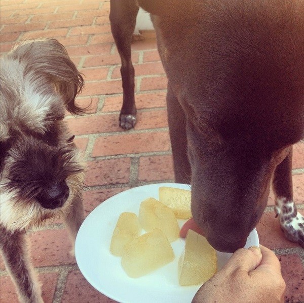 Riggins shares his ice cube treats with his friend Dragon. (Photo by Wendy Newell)