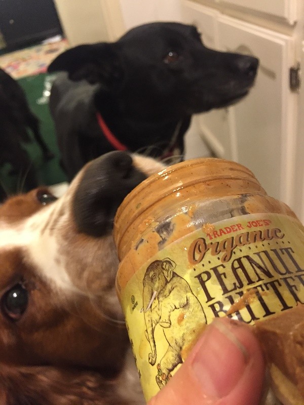 Riggins friend Spencer tries to sneak some peanut butter during medicine time. (Photo by Wendy Newell)