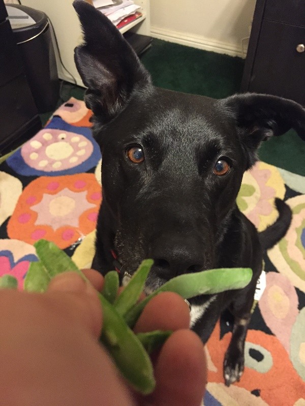 Frozen green beans are delicious! (Photo by Wendy Newell)