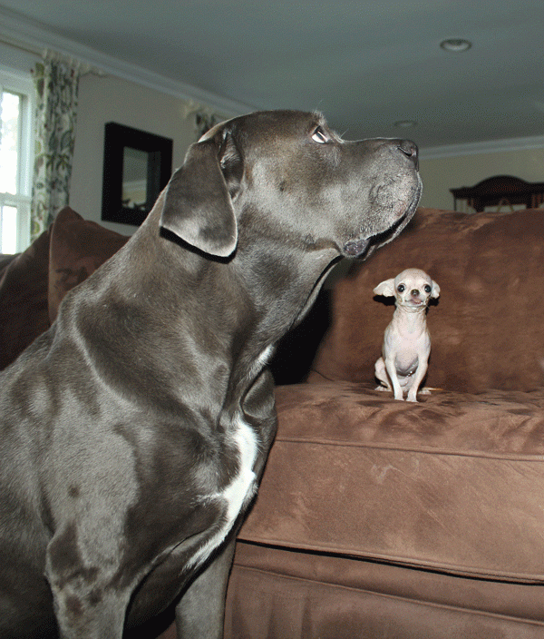 although they don’t live together, amelia’s BFF is Slater, a 200-pound rescued Cane Corso. (Photo courtesy Gentle Carousel)