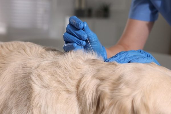 Veterinary holding acupuncture needle near dog's neck