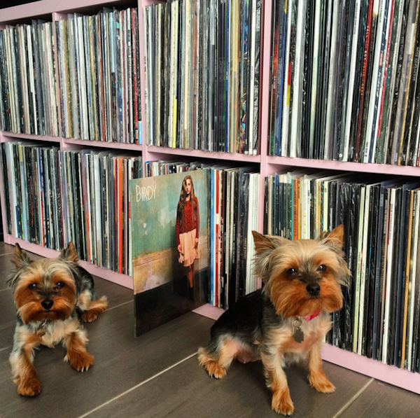 VinylYorkies6
