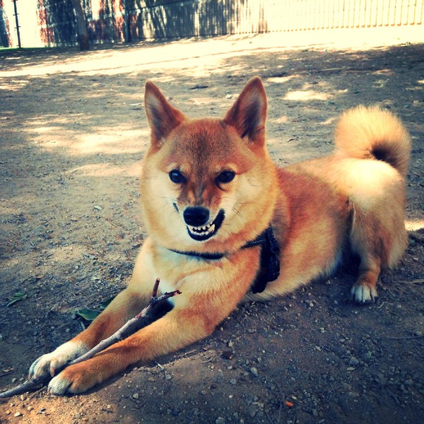 causes of abnormal dog behavior