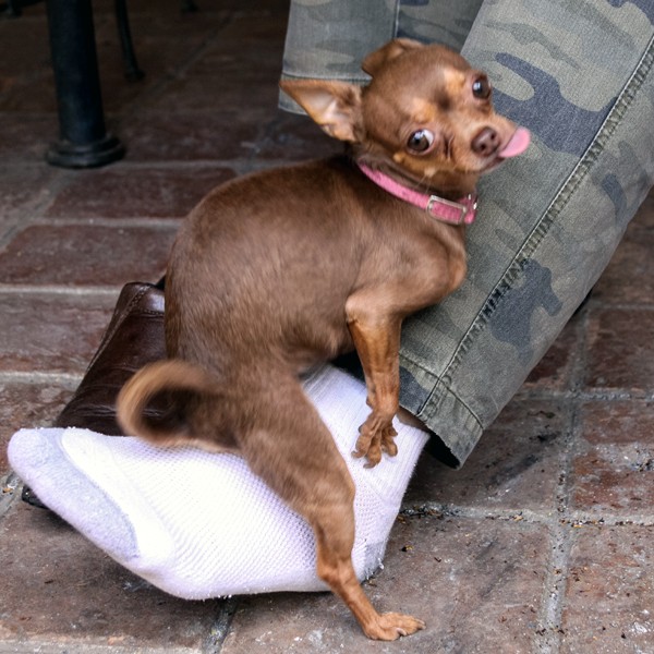 causes of abnormal dog behavior