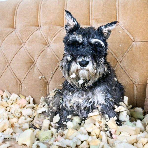 causes of abnormal dog behavior