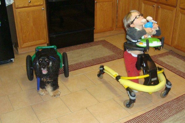 Bandit is no longer in a wheelchair, but he can still be found right next to his human buddy. (All photos courtesy Bandit's Facebook page)