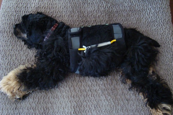 Bandit wearing his special spinal brace. (All photos courtesy Bandit's Facebook page)