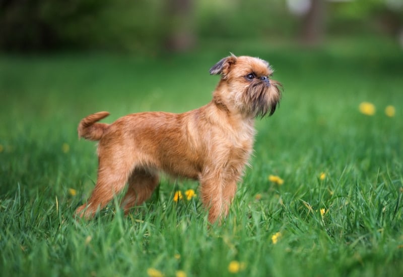 brussels griffon dog standin on grass