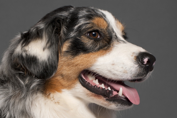 A dog smiling with his mouth open.