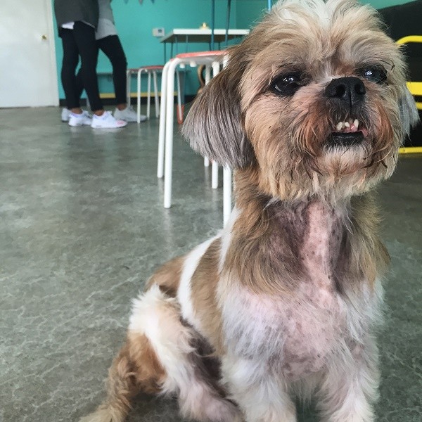 dog_cafe_11