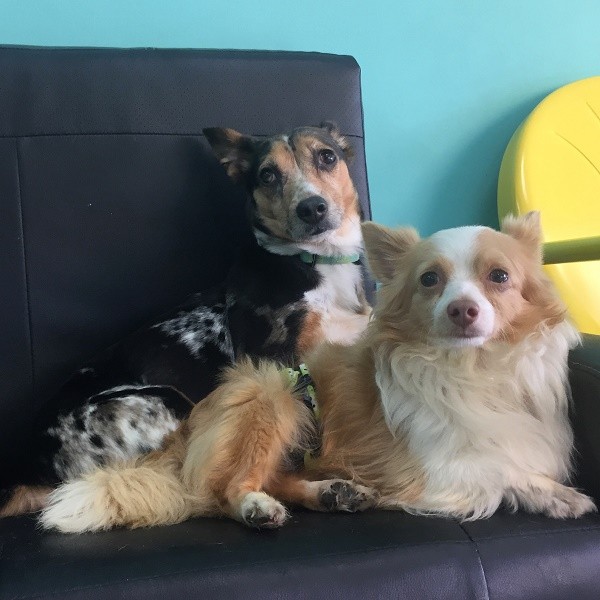dog_cafe_18