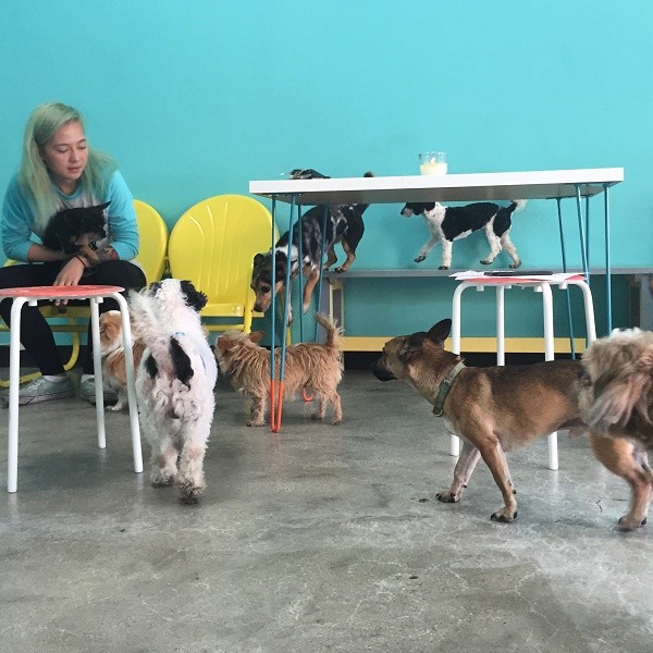 dog_cafe_8