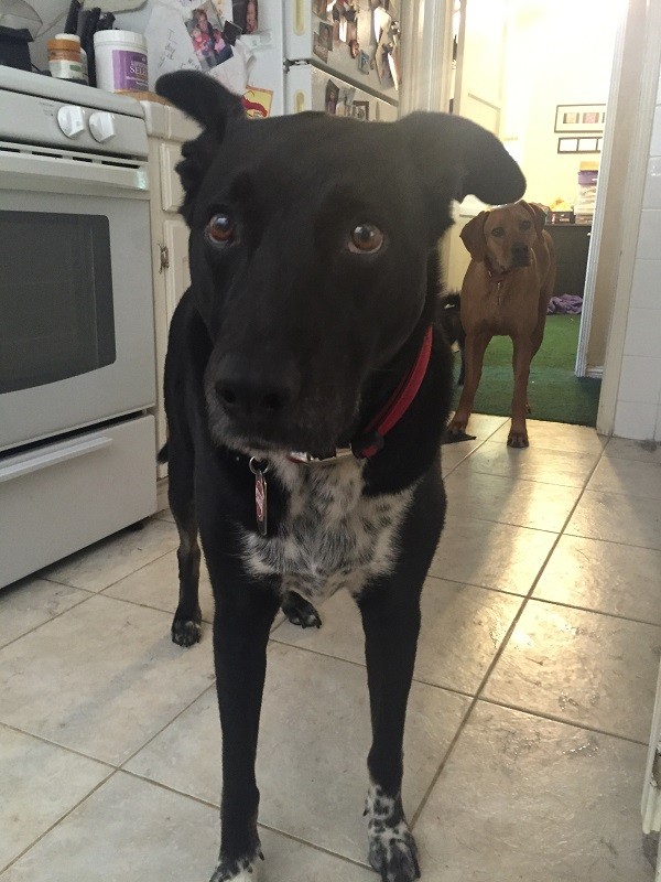 Riggins right after Sissy left (Photo by Wendy Newell)