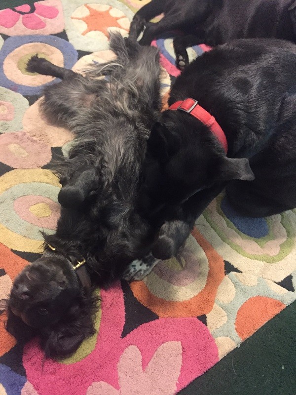 Riggins covers Sissy in kisses (Photo by Wendy Newell)