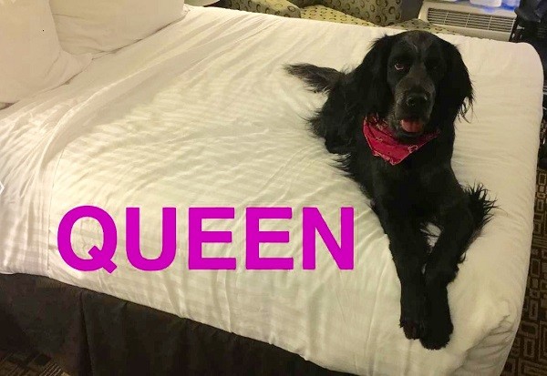 Sissy's mom captures her ruling over the bed at their first hotel stop on their way out of town. Sissy doesn't seem to be taking the break-up as badly as Riggins! (Photo by Kate Bosworth via Snapchat: BosworthKate)