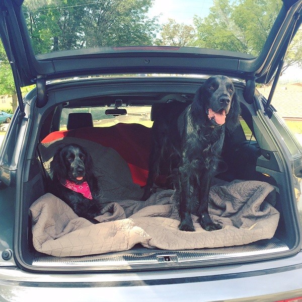 Sissy relaxes in the car with her brother Happy, ready for their long drive far away from her man. (Photo by Kate Bosworth)