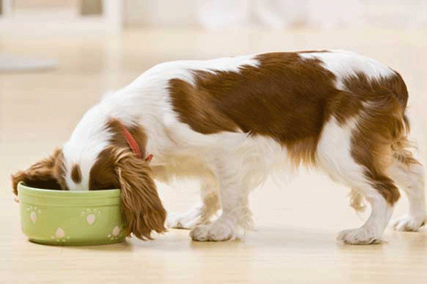 A hungry Cocker Spaniel eating from a food bowl.