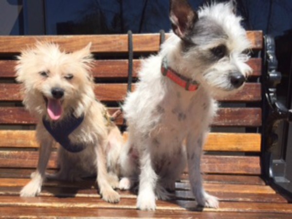 Oliver (left) with his new sister Sadie. (All photos courtesy Heather Michel)