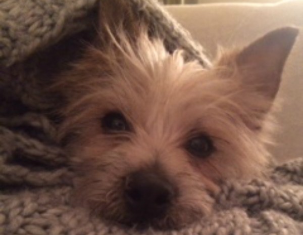 Wrapped in a blanket after a much needed bath. (All photos courtesy Heather Michel)