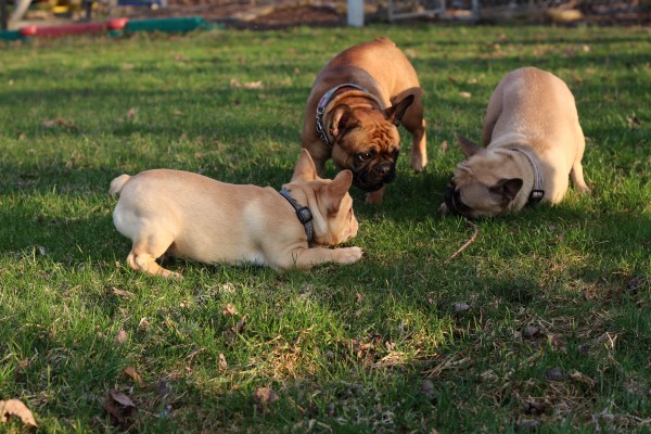 12 playing frenchies