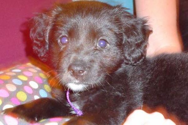 Belle as a puppy. Photo by Terry Kaye