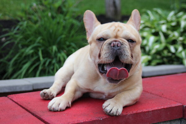 6 louie yawning