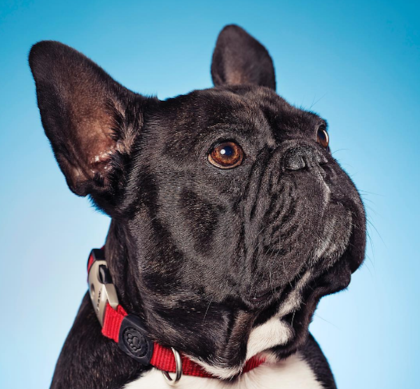 Meet Archibald Brindleton, a French Bulldog and Rising Social Media ...