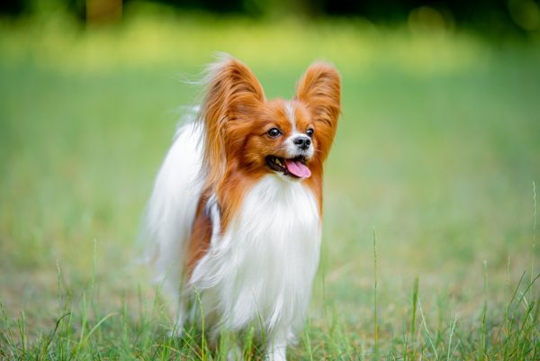 Beautiful red and white papillon portrait on the spring grass