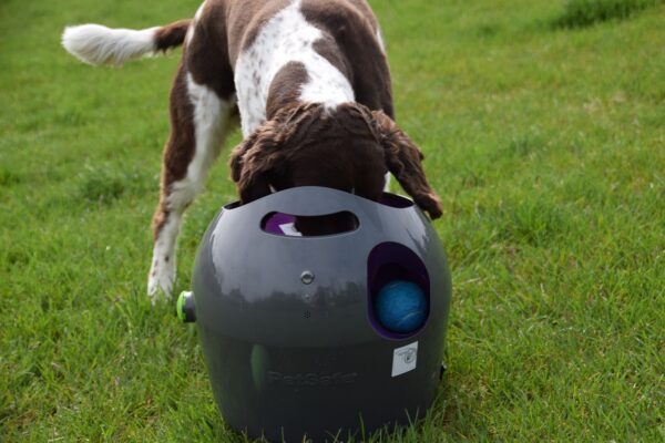 Photo by Raygan Swan, Charlie, growing impatient with the launcher, tries to retrieve his ball the wrong way.