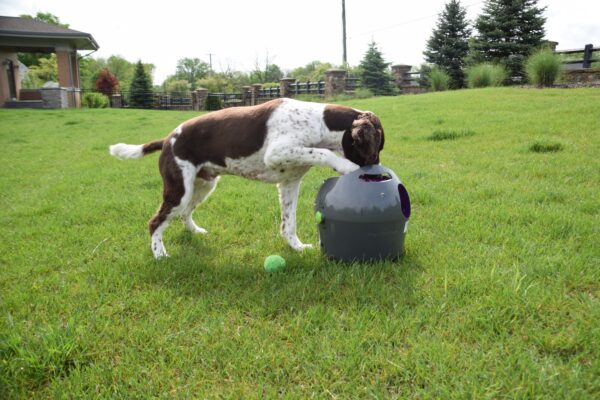 Photo by Raygan Swan, Charlie further investigates the launcher when left to his own devices.