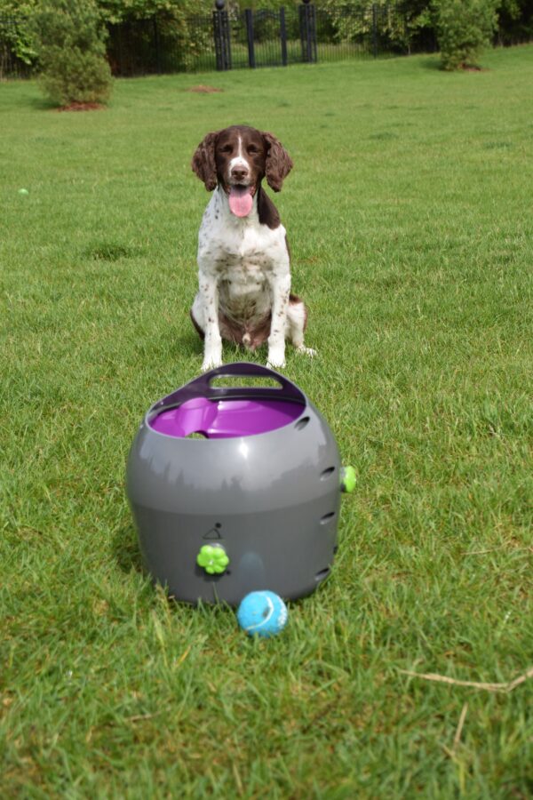 Photo by Raygan Swan, Charlie looking at the launcher wondering when his person would load the machine for him.
