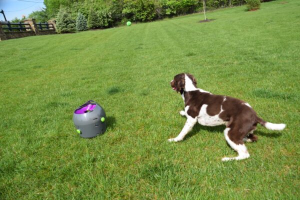 Photo by Raygan Swan, Charlie takes after the tennis ball after it is launched.