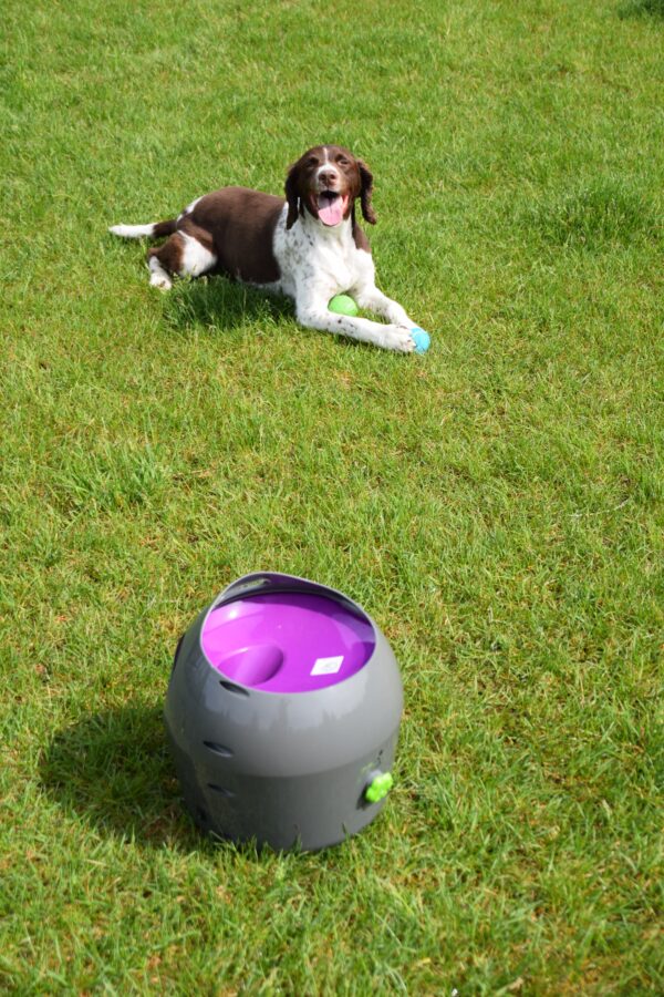 Photo by Raygan Swan Charlie wait for his person to put the ball in the launcher for him.