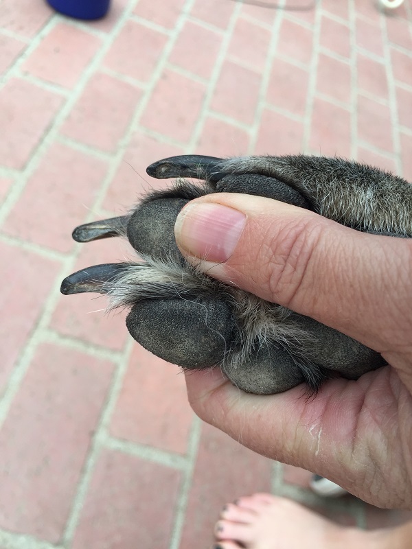 My Ongoing Battle With My Dog's TooLong Nails Dogster