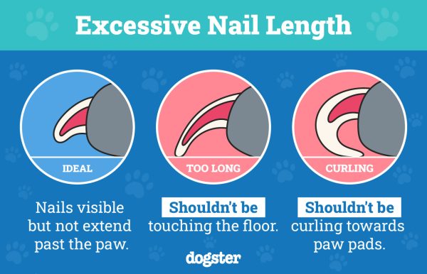 Mastering the Art of Using Guillotine Nail Clippers for Dogs: A ...