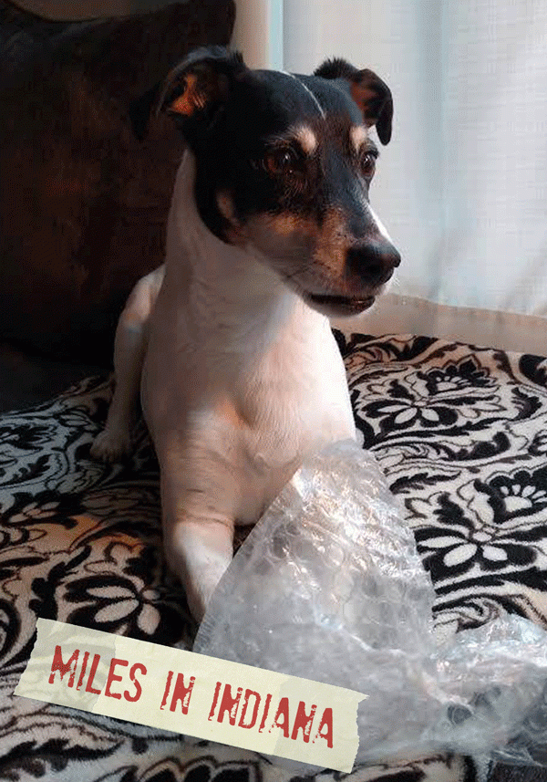 FF_Dogster_AskFrankQuestionPhotos_BubbleWrap