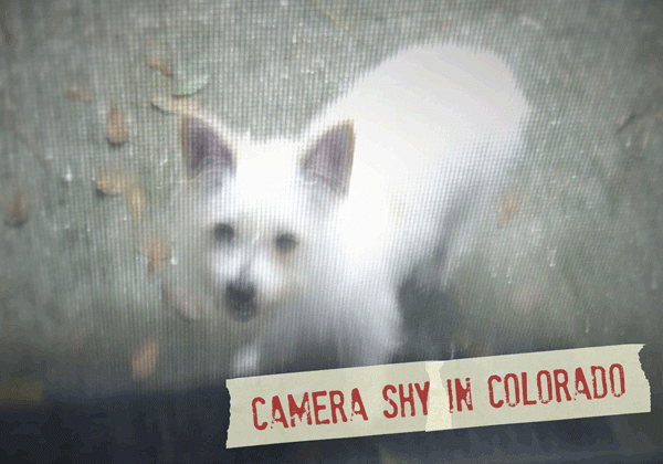 FF_Dogster_AskFrankQuestionPhotos_CameraShy