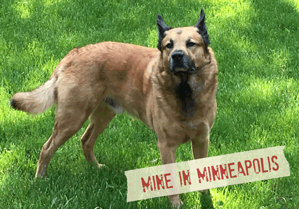 FF_Dogster_AskFrankQuestionPhotos_MarkMyHuman