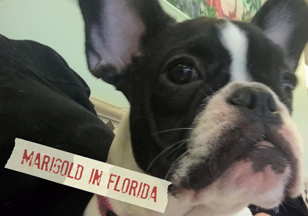 FF_Dogster_AskFrankQuestionPhotos_SongOfMyPeople