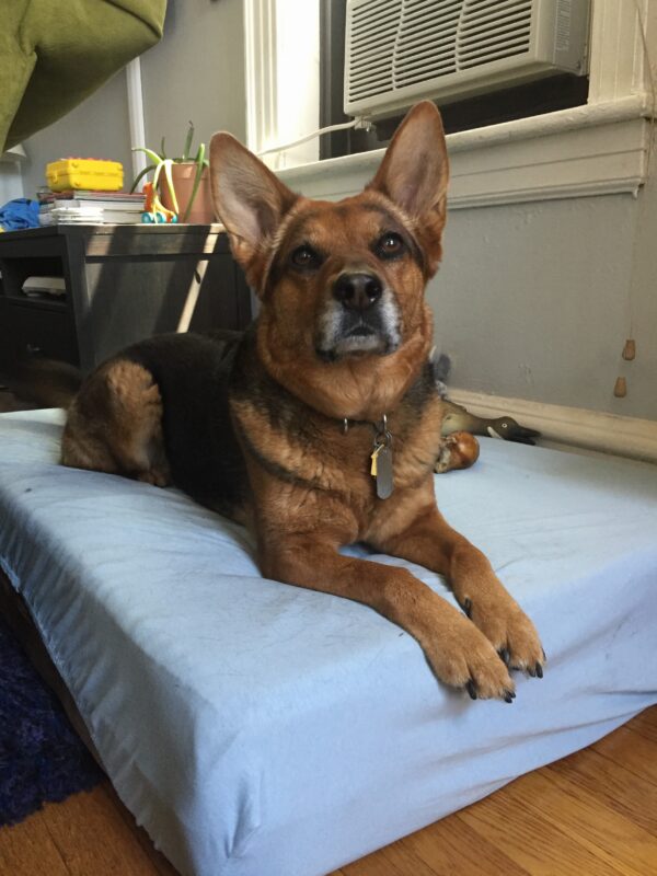 Charlotte relaxing on her Big Barker