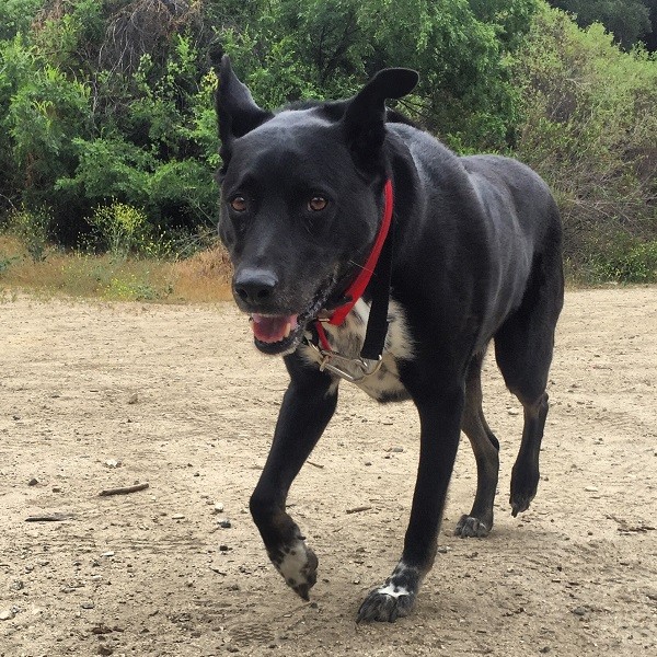 Running free with his Leisure Leash (Photo by Wendy Newell)