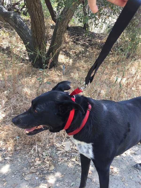 Walking on the short leash option. (Photo by Wendy Newell)
