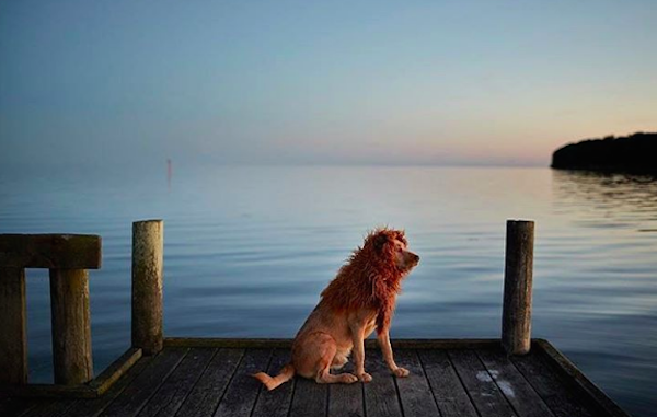 LionDog1