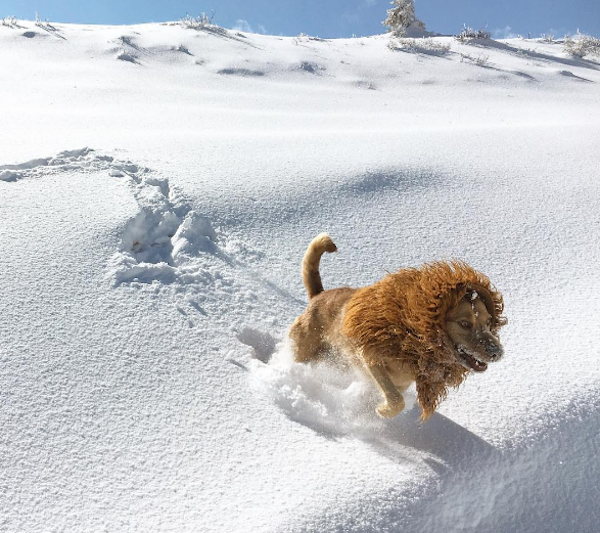 LionDog3