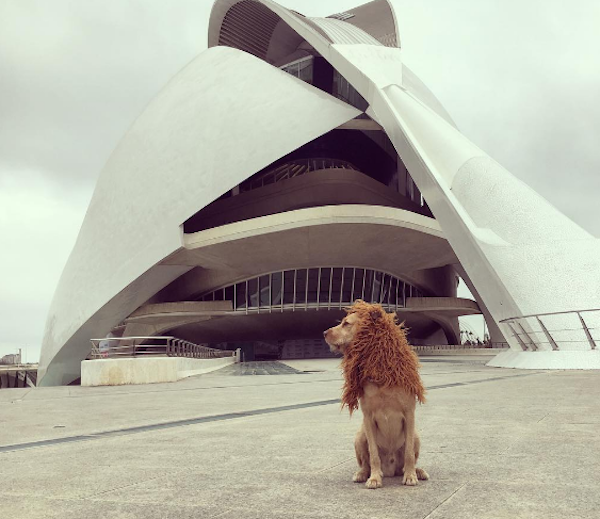 LionDog4