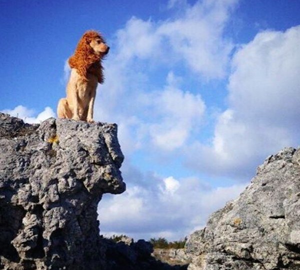 LionDogLionKing